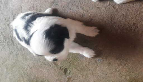 Filhotes de shih tzu 3 machos com 48 dias