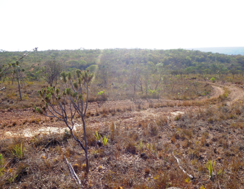 Vendas de 1800 hectares de chapadas em Bocaiuva